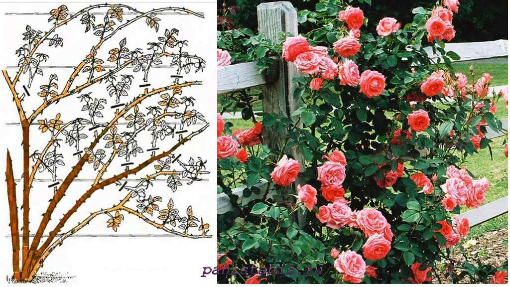 Плетистая роза: сорта, посадка и уход своими руками (фото)