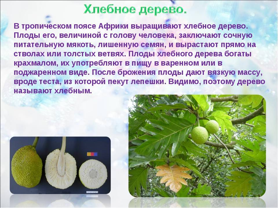 Хлебное дерево: описание, особенности плодов и выращивание растения в домашних условиях