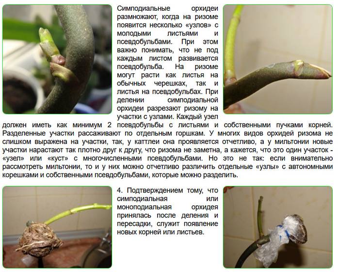 Как рассадить орхидею: можно ли рассаживать в домашних условиях, как и когда это делать, пошаговая инструкция правильного процесса с фото