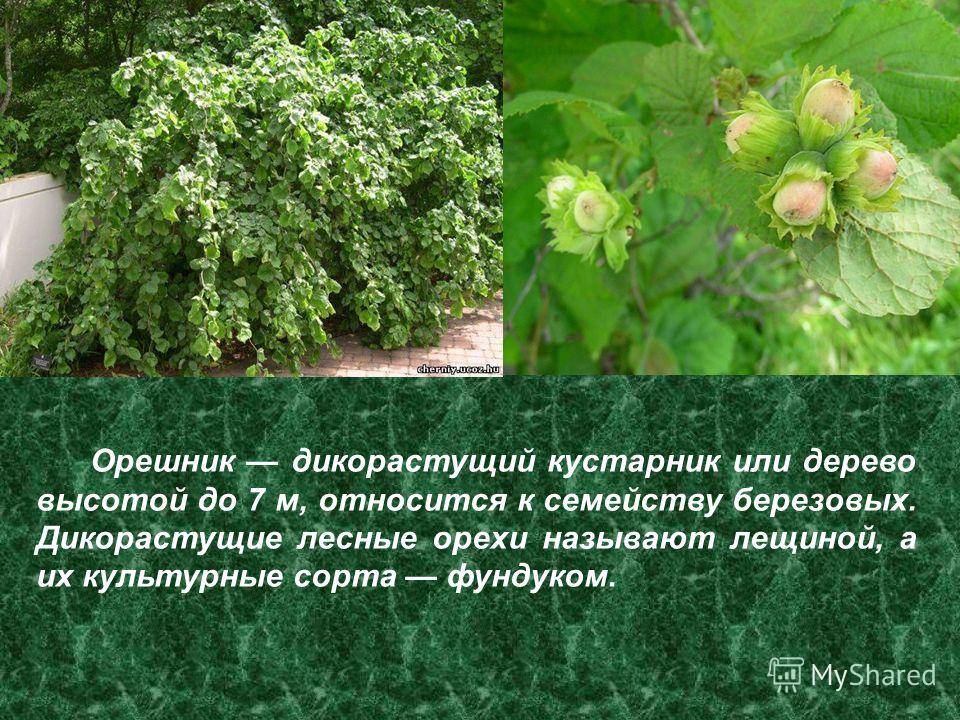 Лесной орех и фундук: в чем разница, фото, польза, вред - sadovnikam.ru