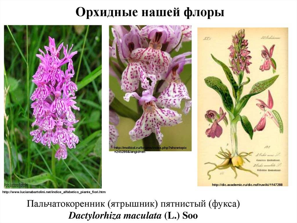 Всё об орхидеях, как выглядит, виды, где растет, размножение, интересные факты – удивительные факты