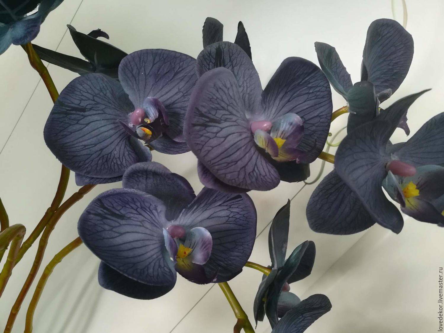 Какой вид орхидеи черного цвета