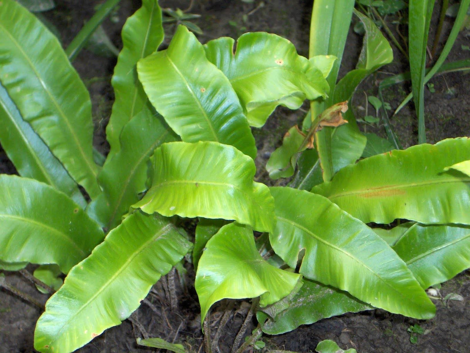 Асплениум, или костенец — зеленый фонтанчик. уход в домашних условиях. выращивание, размножение, виды. фото — ботаничка