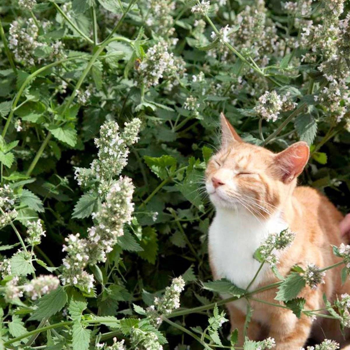 Кошачья мята, котовник, будра: высушенная трава, спрей- действие на кошек +видео