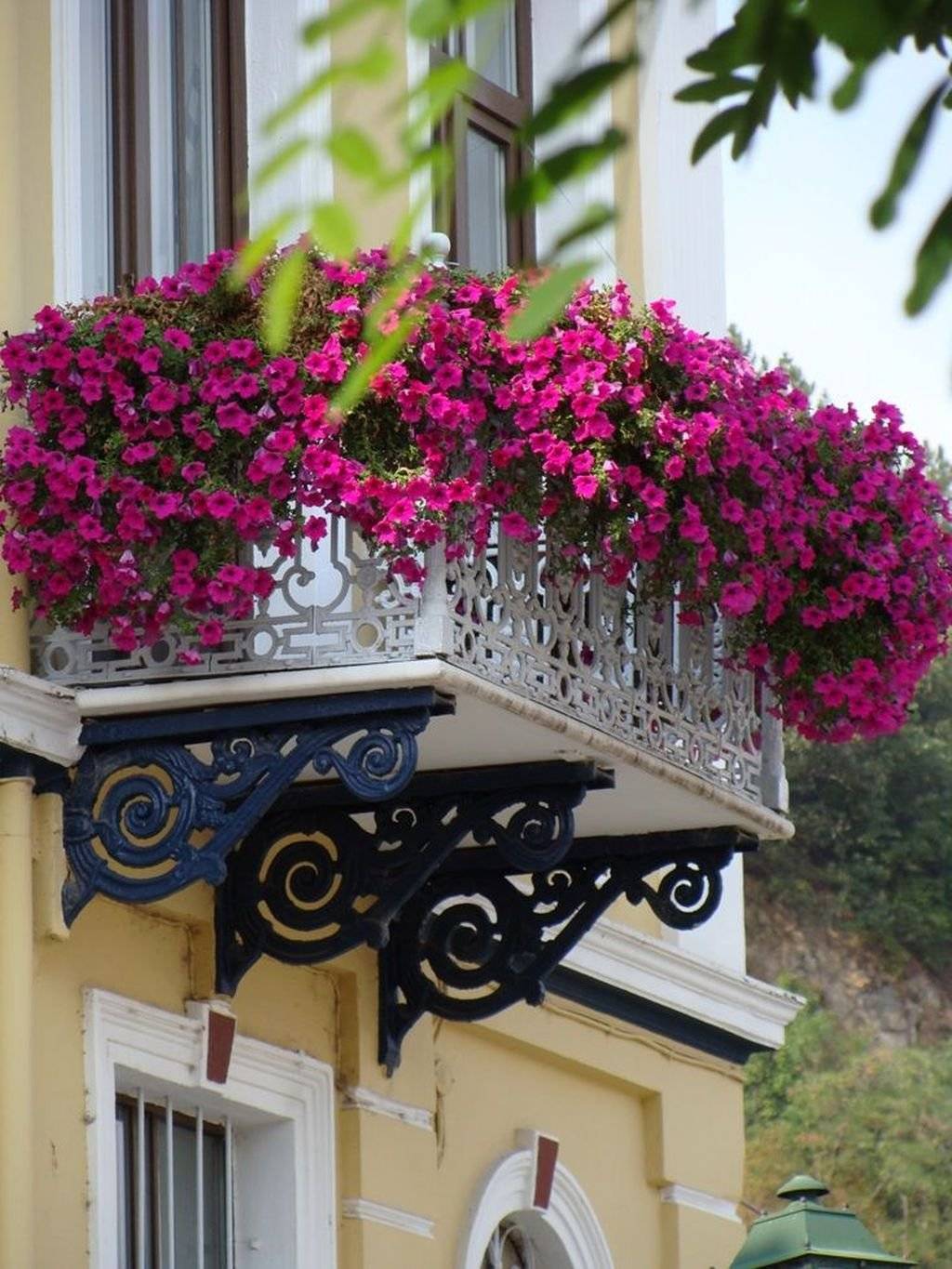 Петуния на балконе: фото, выращивание и уход