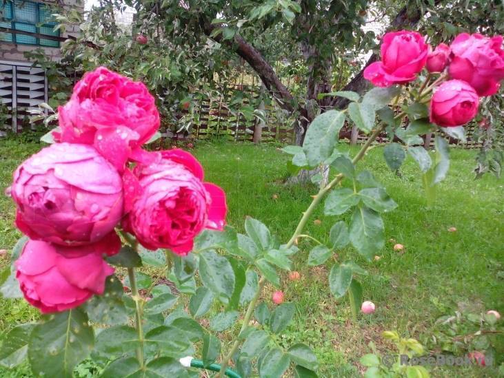 Розы шрабы что это за розы [фото и описание сортов, применение в дизайне сада]
