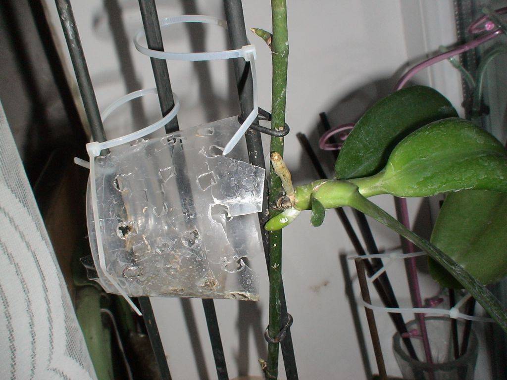 Как посадить детку орхидеи в домашних условиях: каким образом правильно отделить отросток, который образовался на цветоносе и переселить его в подходящий горшок? selo.guru — интернет портал о сельском