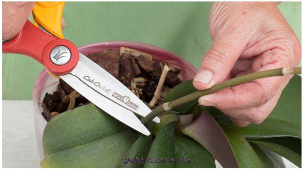 Как размножить орхидею в домашних условиях: способы, руководство