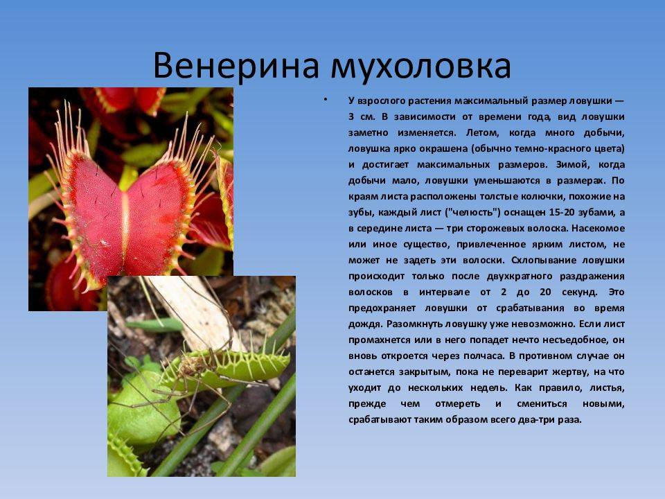 Плотоядные растения - разновидности, описание, фото