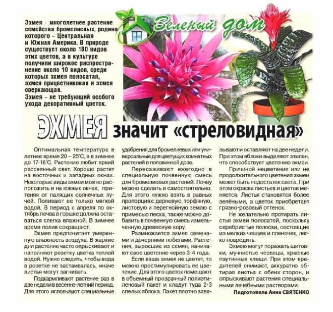 Эхмея: уход в домашних условиях и размножение :: syl.ru
