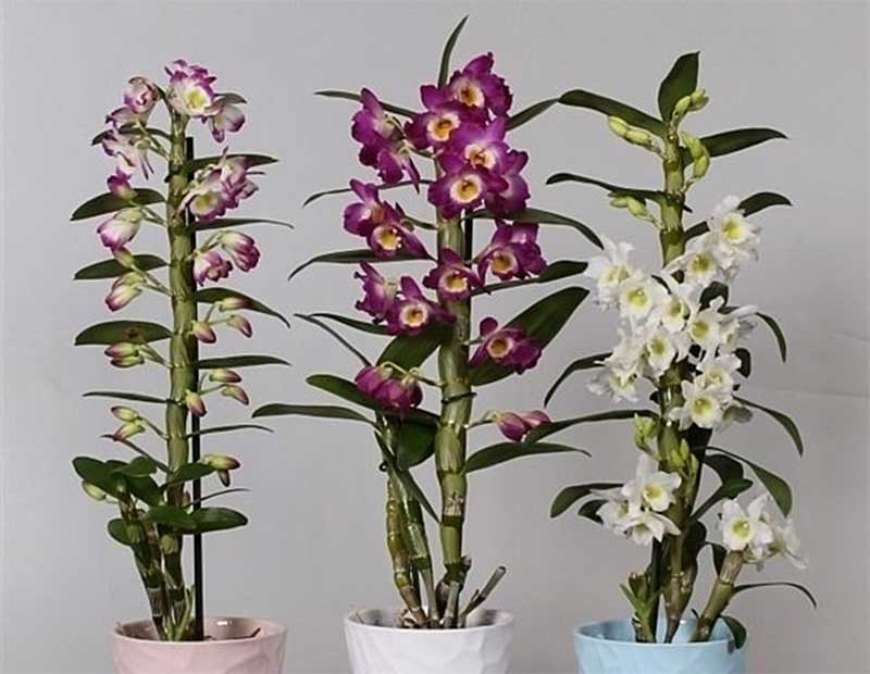 Орхидея дендробиум нобиле: уход, пересадка, полив.