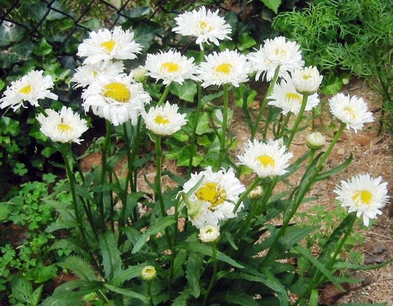 Нивяник: посадка и уход в открытом грунте, фото цветка и советы, когда лучше сеять семена