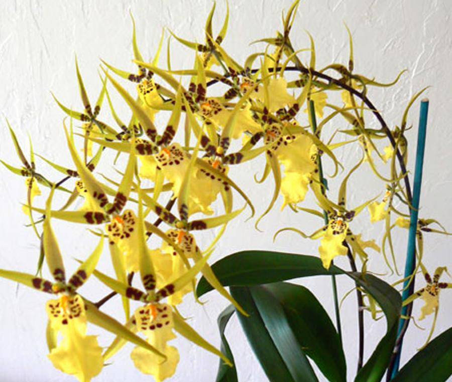 Орхидея брассия: описание, отзывы, посадка и уход в домашних условиях, пересадка