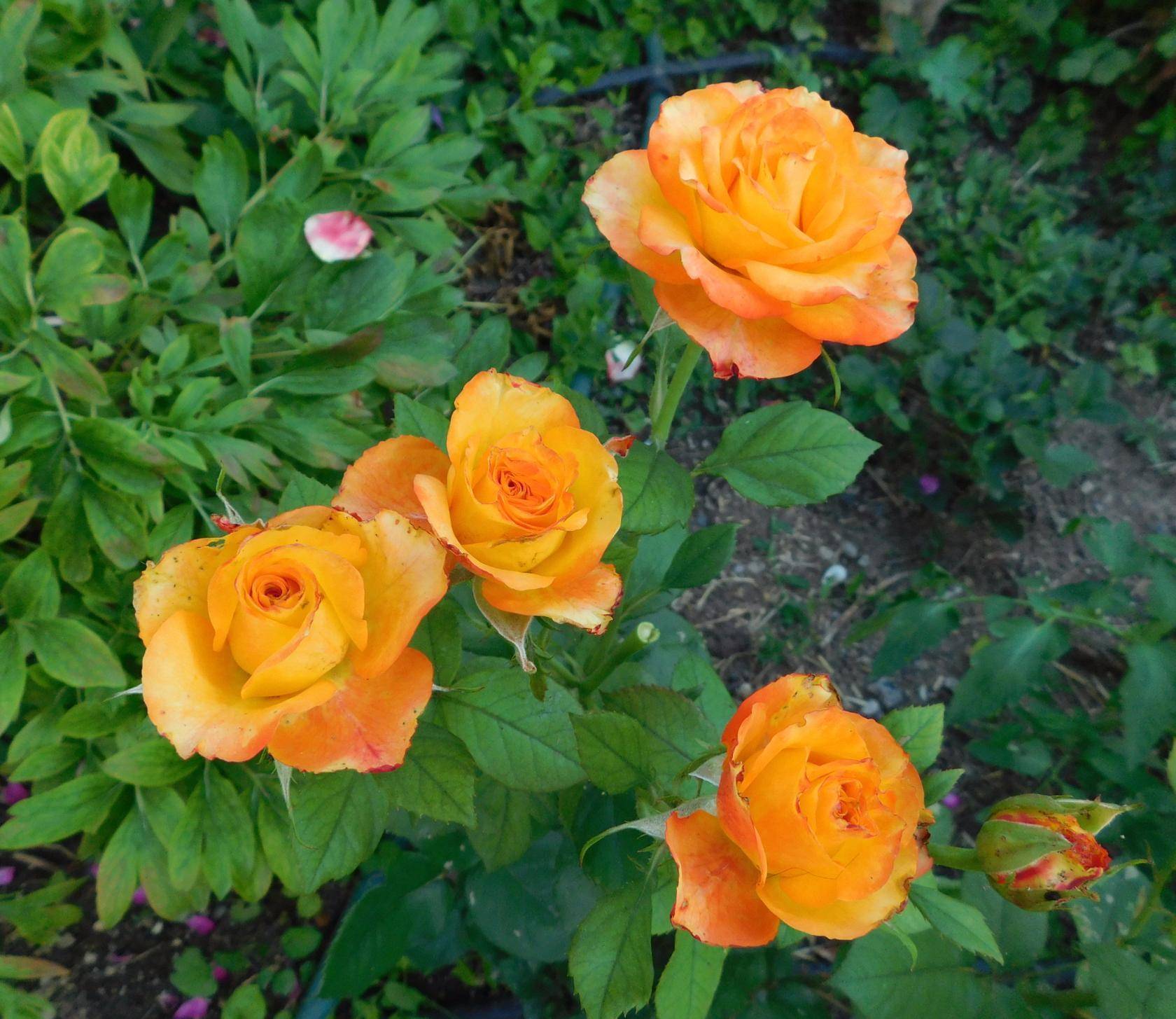 Оранжевые розы — описание лучших сортов