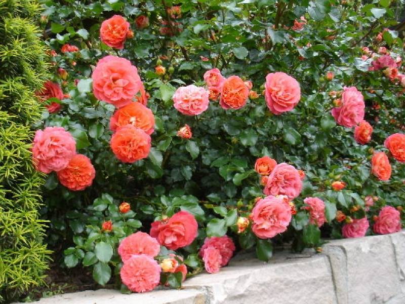 Гебрюдер гримм роза - как выглядит, правила выращивания, отзывы