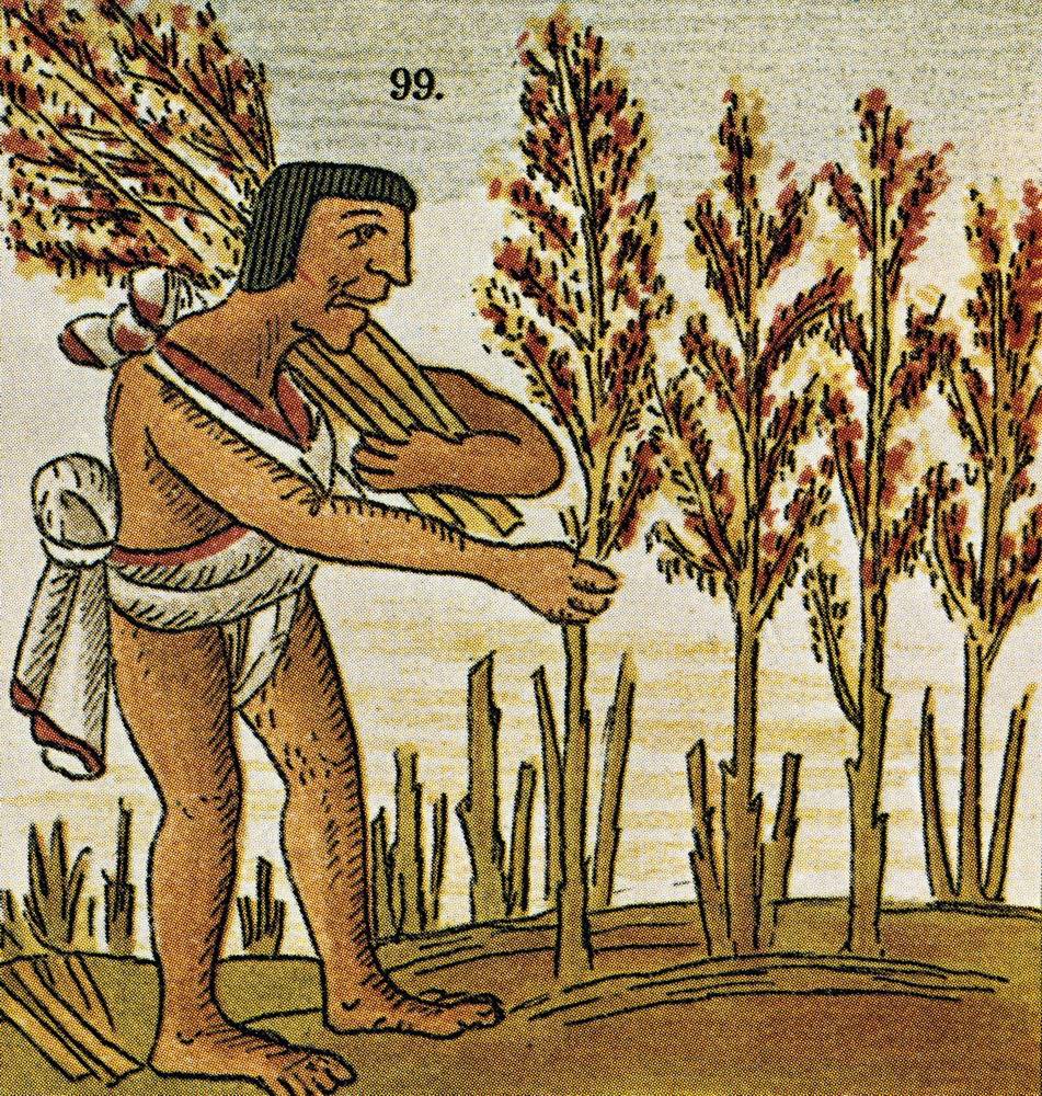 Амарант пшеница ацтеков