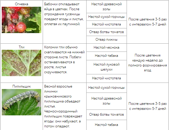 Роса мучнистая крыжовника и смородины | справочник пестициды.ru