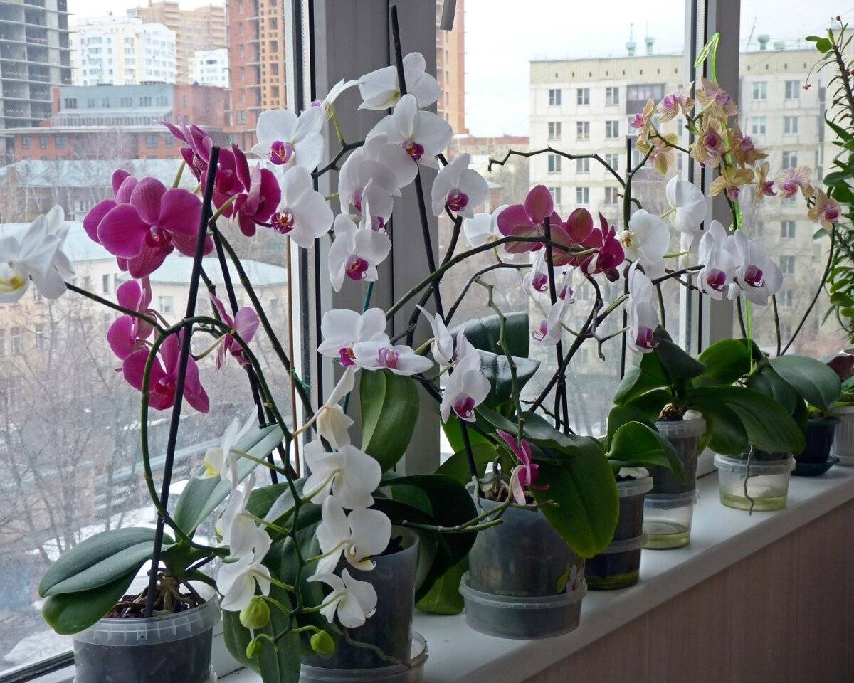 Как заставить цвести орхидею фаленопсис в домашних условиях, подкормка, сколько