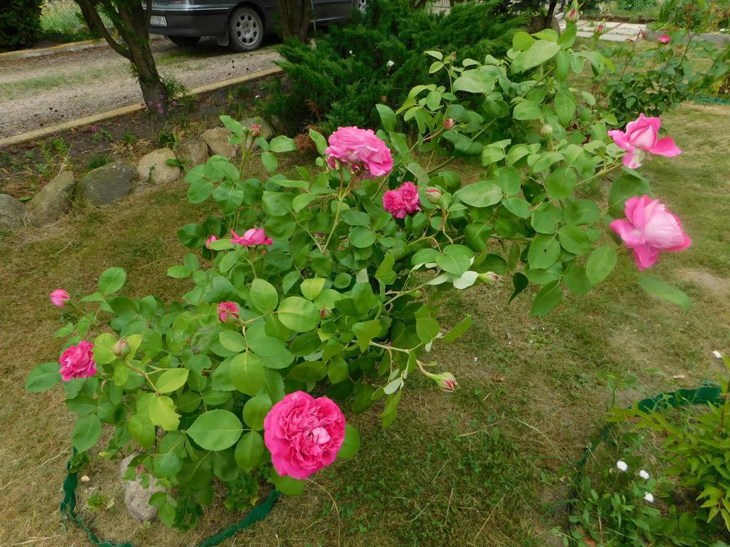 Розы без шипов: название и описание сортов с фото, а также особенности выращивания