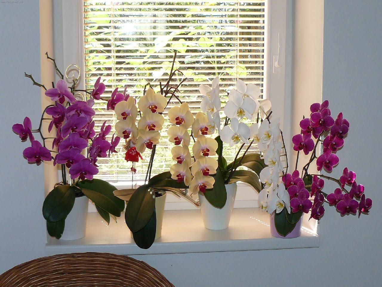 Как заставить цвести орхидею фаленопсис
