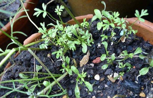 Нигелла дамасская: посадка и уход в открытом грунте. выращивание из семян, когда сажать