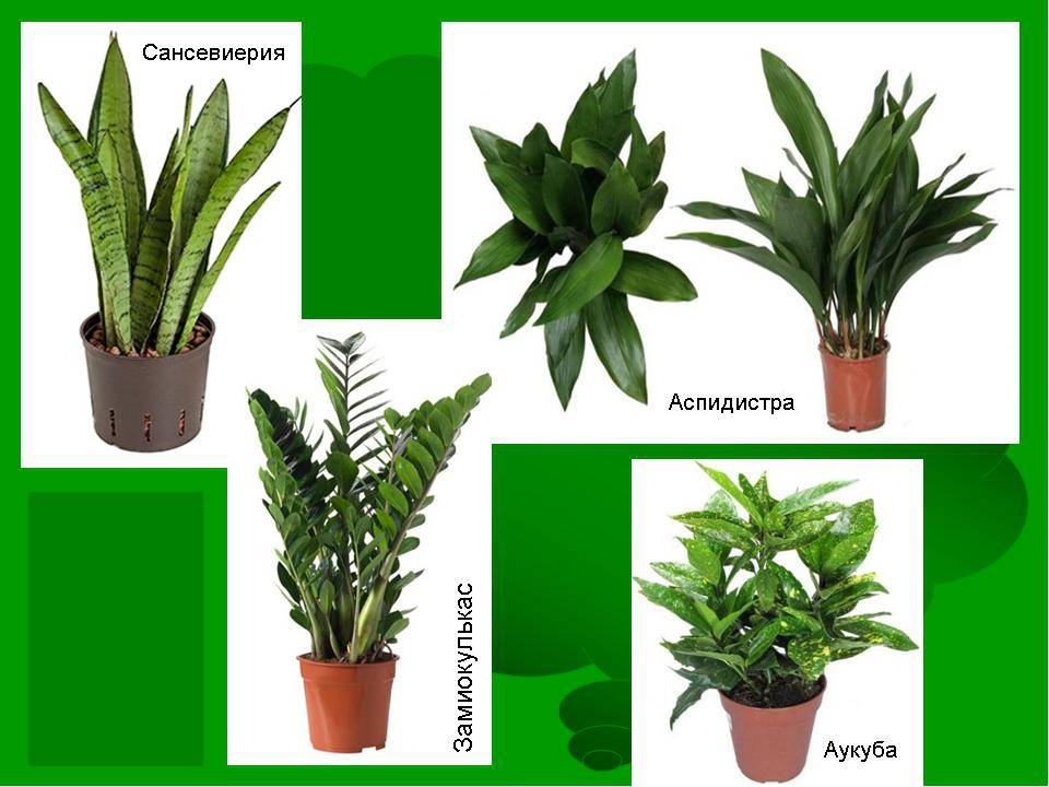 Комнатное тенелюбивое растение: названия самых неприхотливых и теневыносливых цветков, какие выбрать для выращивания в темном помещении или прихожей