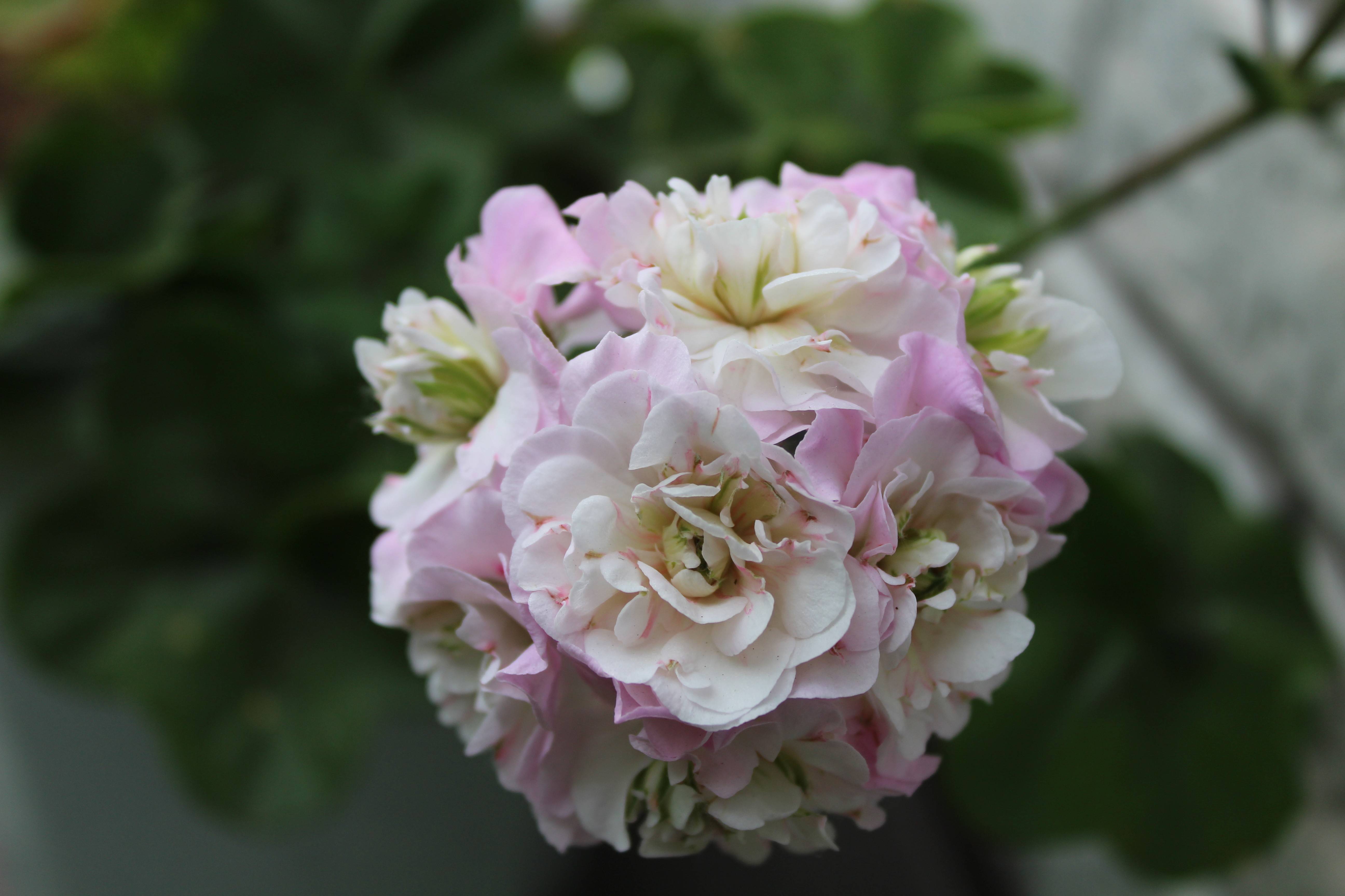 Описание сорта пеларгонии пак вива розита: как выращивать и ухаживать за цветком