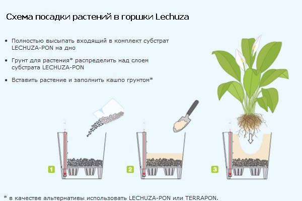 Розмарин: выращивание из семян в открытом грунте, уход в домашних условиях