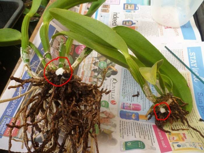 Как ухаживать за орхидеями selo.guru — интернет портал о сельском хозяйстве