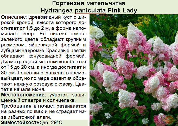 Гортензия Самарская Лидия (Hydrangea Paniculata Samarskya Lydia)