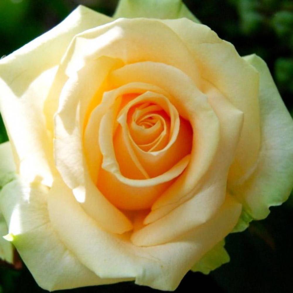 Роза чайно-гибридная: описание сортов