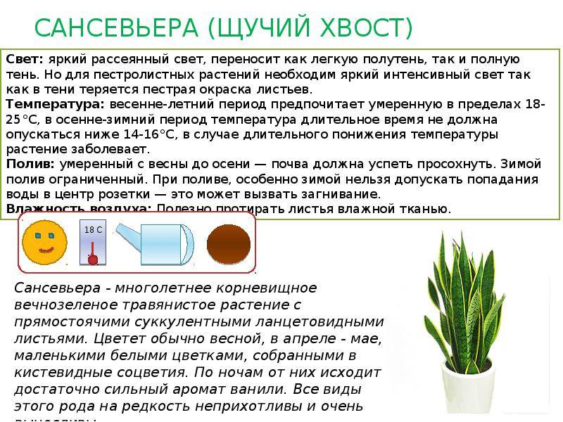 Как посадить щучий хвост? почва и горшок для тещиного языка selo.guru — интернет портал о сельском хозяйстве