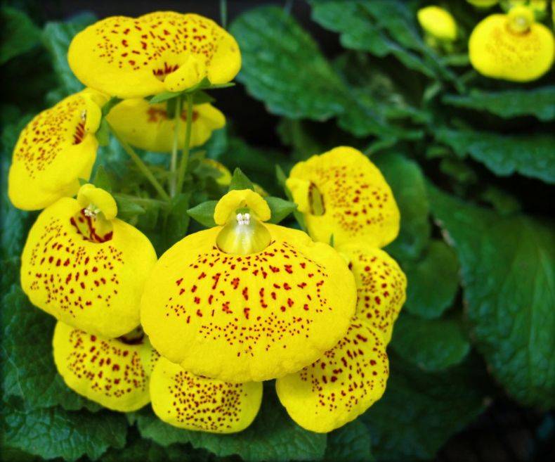 Кальцеолярия — яркие башмачки. выращивание из семян. уход в домашних условиях. фото — ботаничка