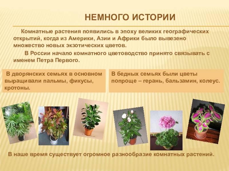 Домашнее цветоводство — womanwiki - женская энциклопедия
