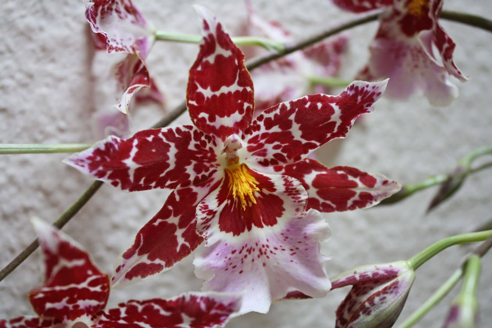 Орхидея камбрия (сambria): содержание в домашних условиях, как ухаживать и проводить пересадку цветка, а также фото видов с их названиямидача эксперт