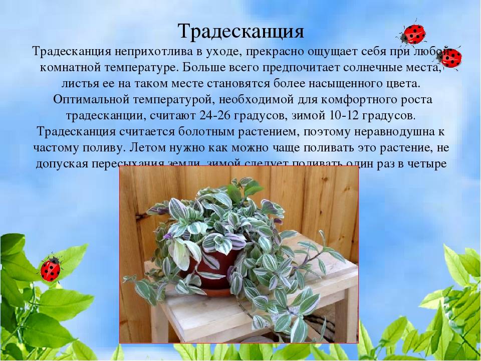 Зебрина - разведение и выращивание комнатных видов растения (115 фото)