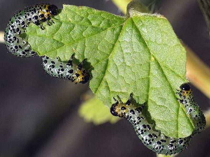 Гусеницы на крыжовнике объели листья, как бороться с вредителями