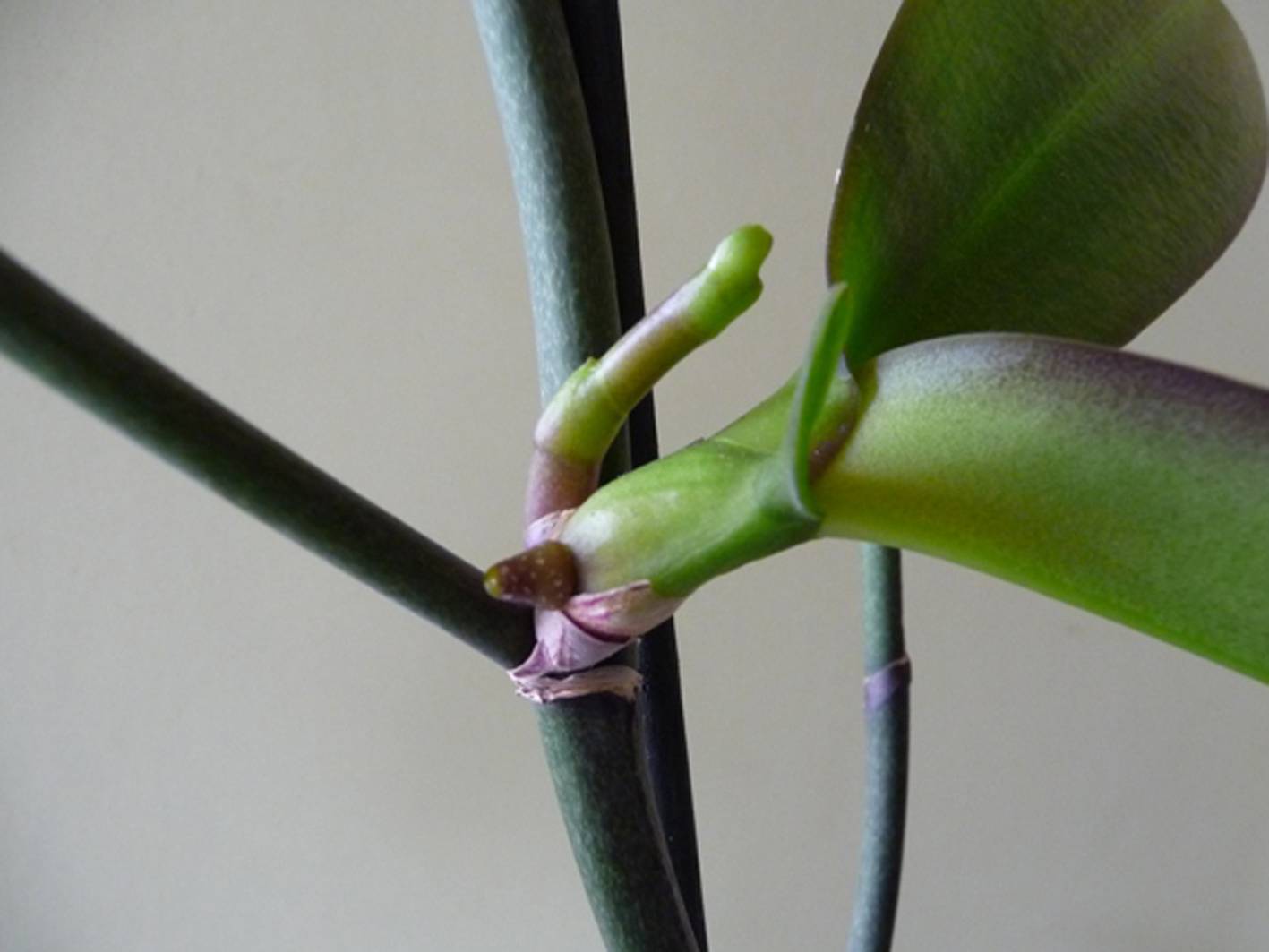 Все о детках орхидеи фаленопсиса: как они выглядят, посадка и уход на цветоносе, размножение из ствола и другие вопросы о прикорневых детках, и не только
