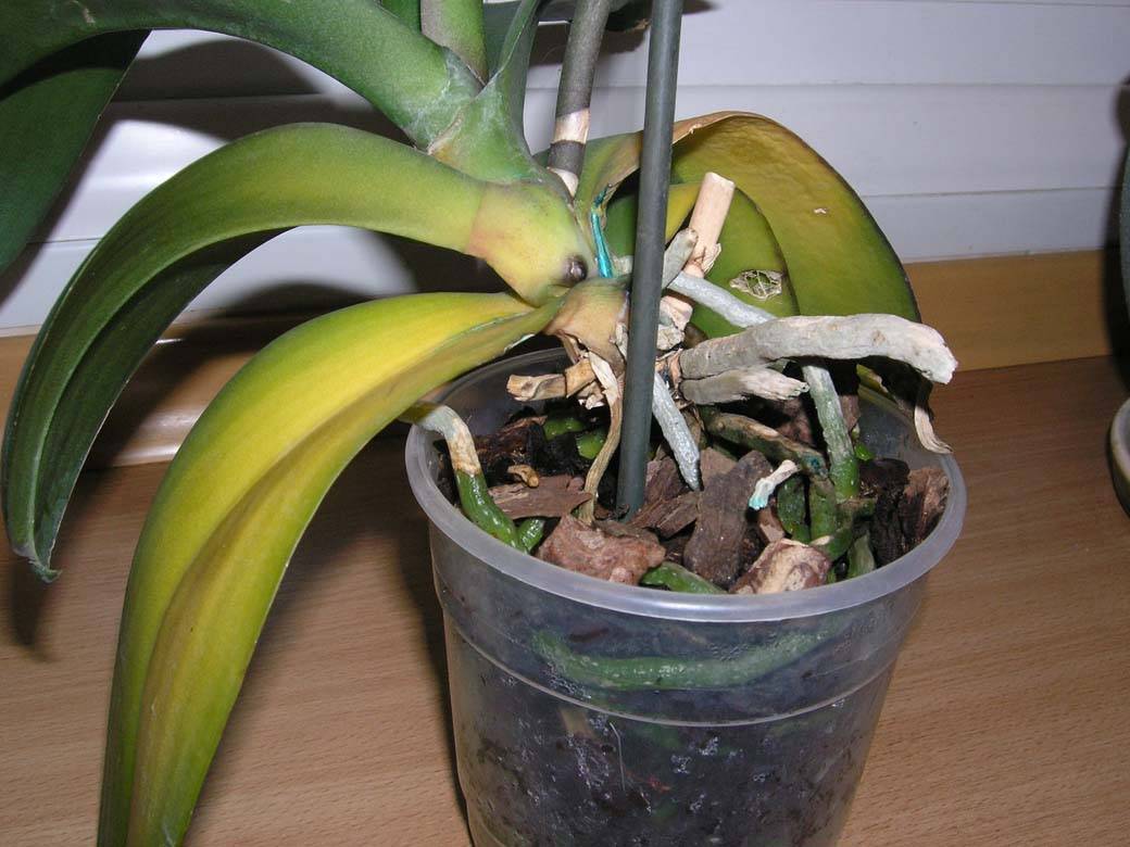 Причины увядания и опускания листьев у орхидей: во время цветения, как спасти