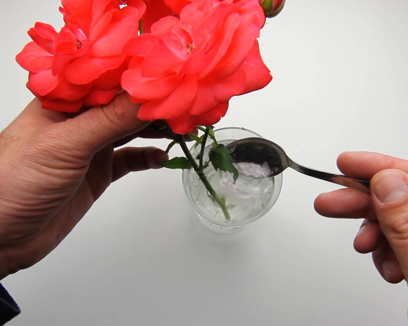Цветок в вазе: как сохранить букет и цветы свежими