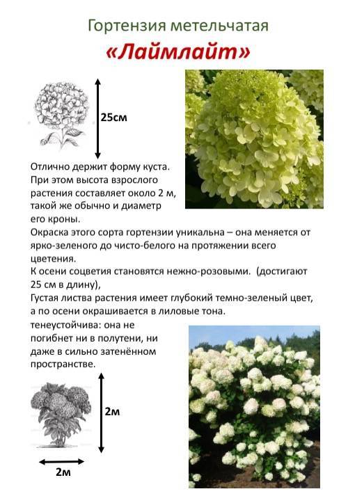 Почему у антуриума мелкие цветы: причины, особенности ухода и выращивания - sadovnikam.ru