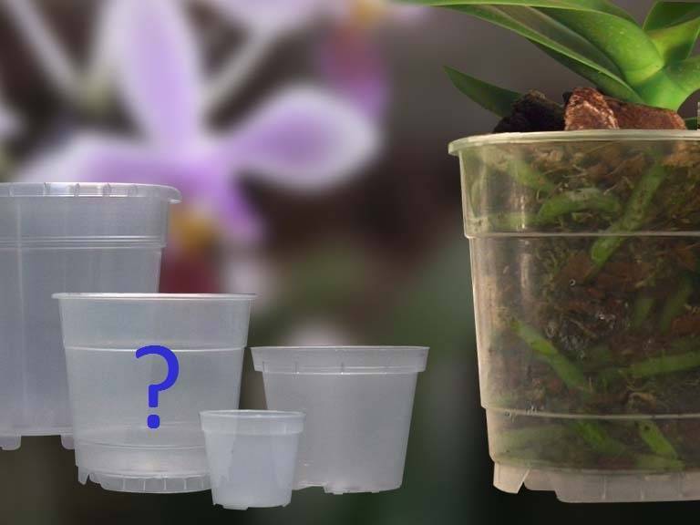 Как подкормить орхидею чесноком: как приготовить раствор (пропорции)