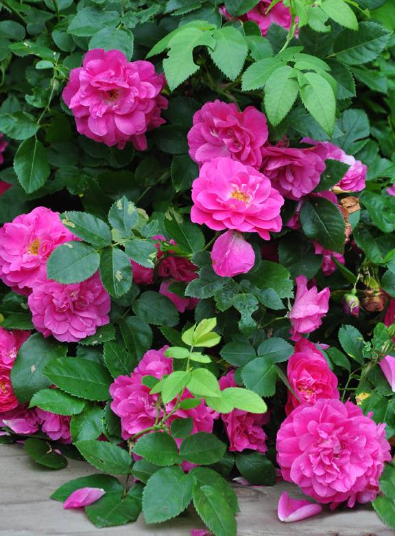 Канадские розы: 11 самых красивых сортов, размножение и уход