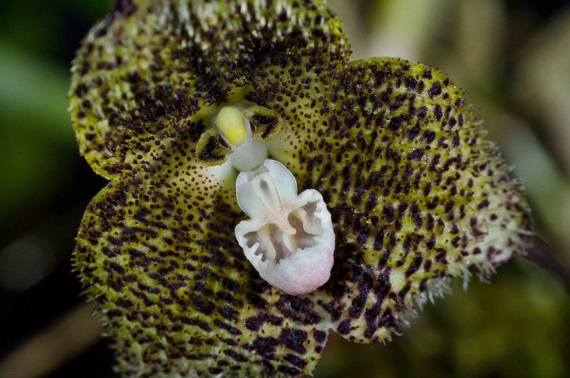 Орхидея дракула: как ухаживать за цветком, каковы правила высадки в домашних условиях, фото растениядача эксперт