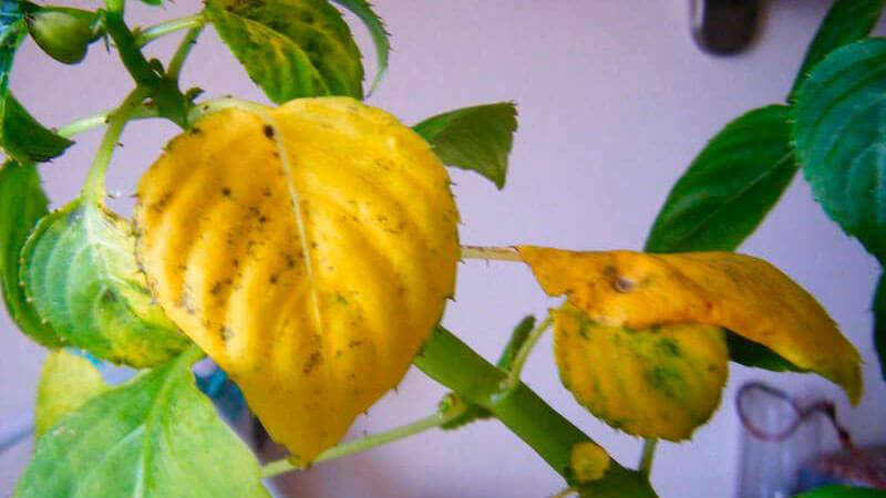 Почему у цветка ванька мокрый желтеют и опадают листья и что с этим делать