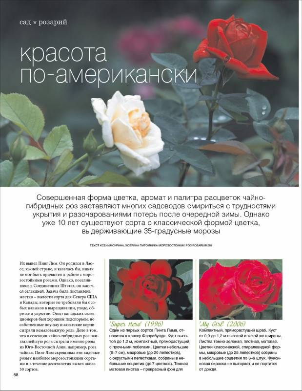 Роза аква: описание сорта, посадка, выращивание и уход с фото