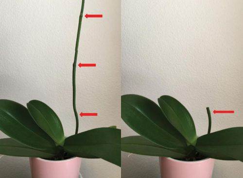 Как обрезать орхидею после цветения в домашних условиях? | полезные советы на все случаи жизни