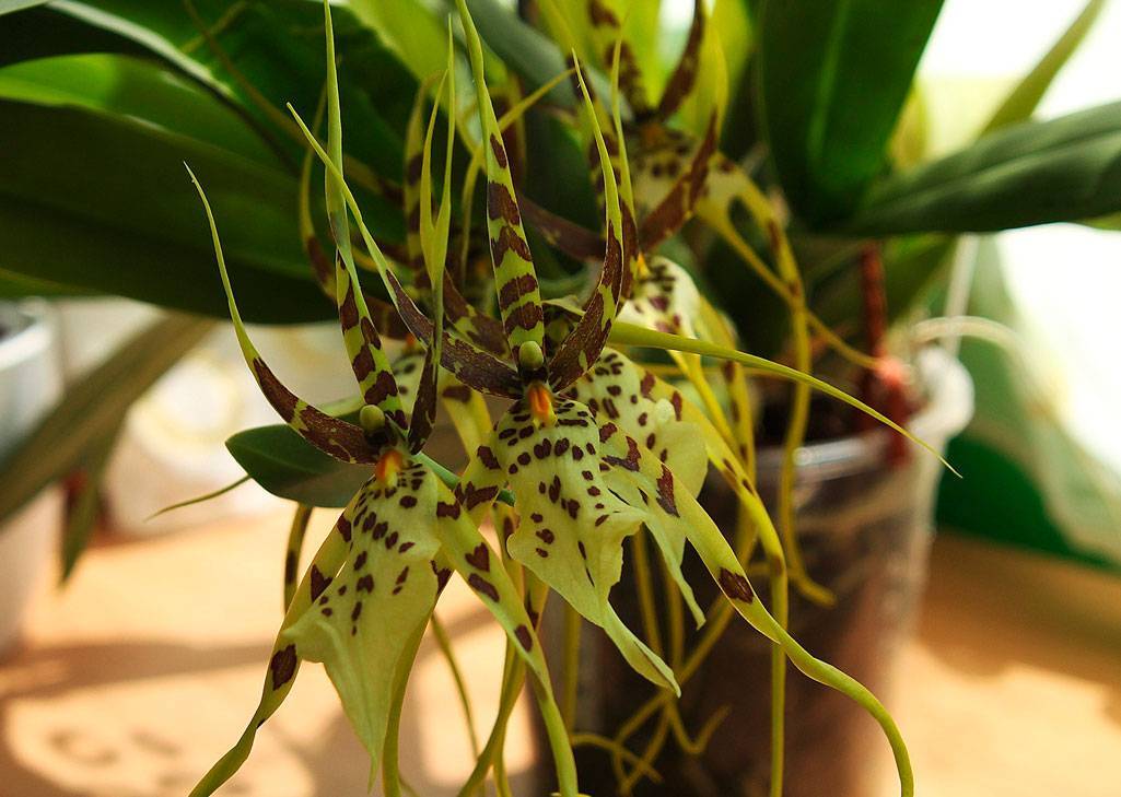 Брассия орхидея-паук