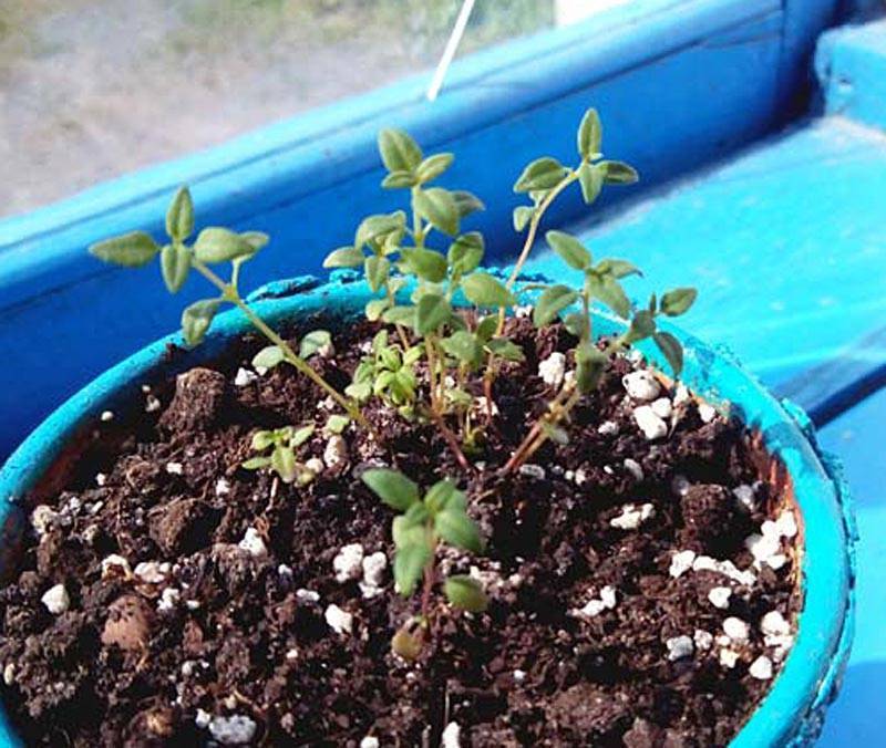 Выращивание тимьяна или чабреца из семян на рассаду в домашних условиях. описание, фото сортов