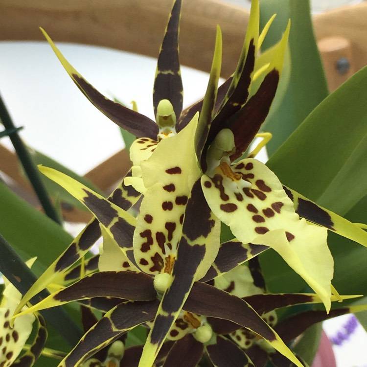 Особенности выращивания орхидеи брассии дома. как обеспечить достойный уход за гостьей из американских тропиков?